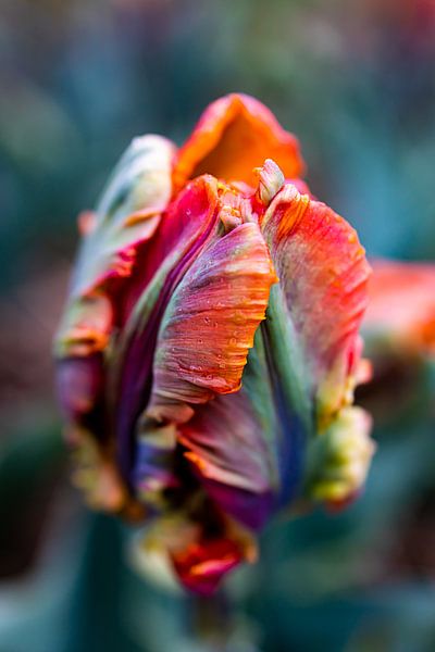 Rainbow tulip by Carlijn Oostermeijer