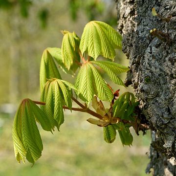 junge Blätter einer Rosskastanie direkt nach dem Austrieb im Frühling von Heiko Kueverling