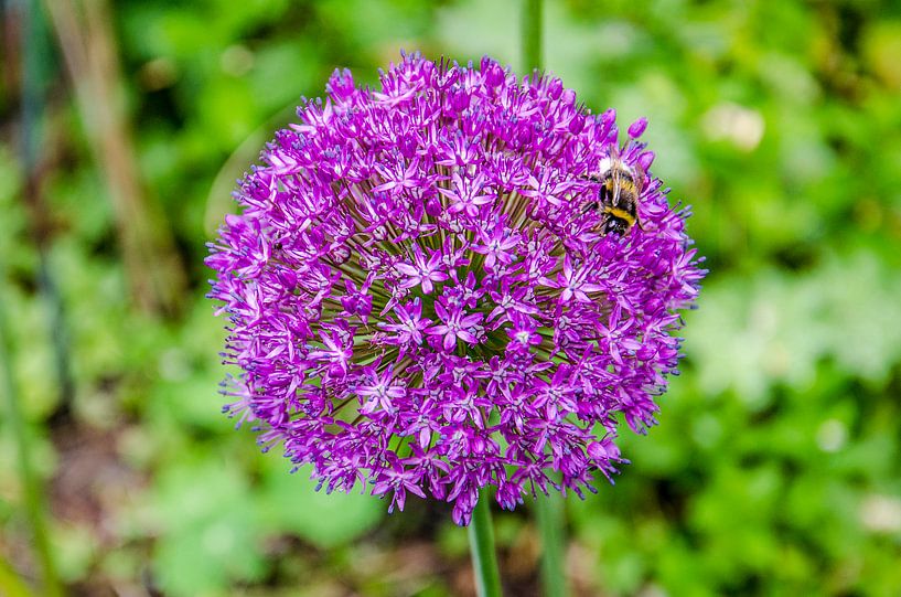 Allium avec abeille par Frans Blok