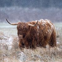 Schotse hooglander in de sneeuw