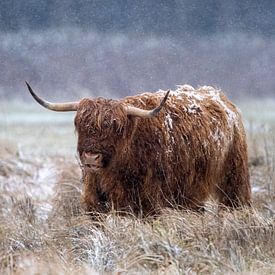 Schotse hooglander in de sneeuw van Henk Zielstra