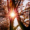 De zon als ster tussen de bomen van Fotografie Jeronimo