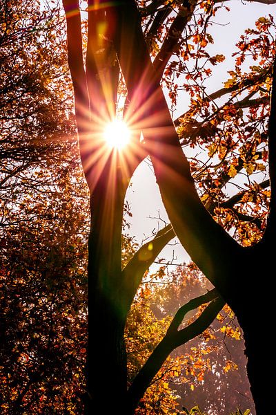 Die Sonne als Stern unter den Bäumen von Fotografie Jeronimo