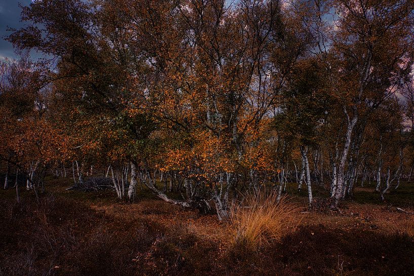 birch autumn by peterheinspictures