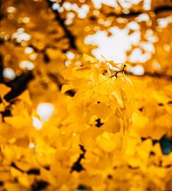 Ginkgo Yellow 5/6 by Auke Hamers