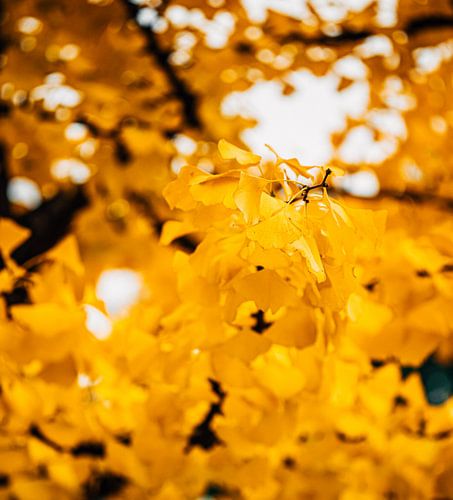 Ginkgo Geel 5/6