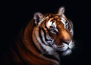 Tiger, Santiago Pascual Buye von 1x Miniaturansicht