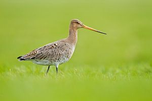 Grutto  von Menno Schaefer