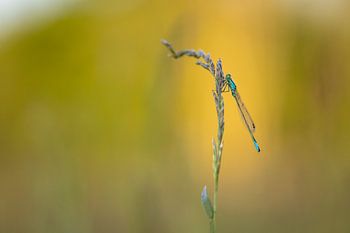 Soirée d'été sur la pelouse