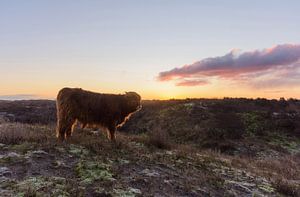 Scottish Highlander Kalb auf Düne oben während Sonnenaufgang
