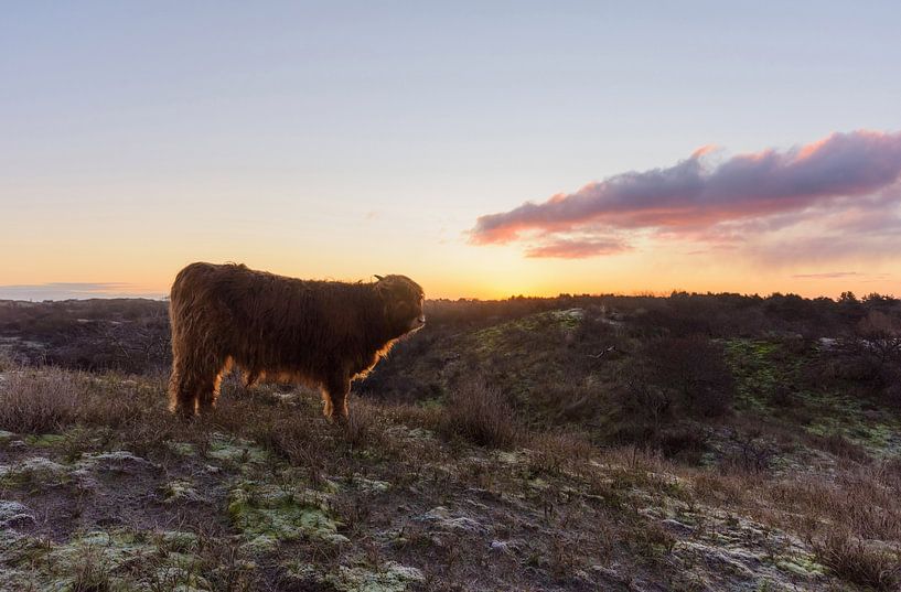 Schotse Hooglander Kalf op duintop tijdens zonsopkomst van Remco Van Daalen