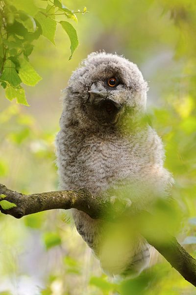 Long-eared Owl ( Asio otus ) turning its head, watching, looks funny, wildlife, Europe. by wunderbare Erde