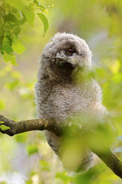 Waldohreule ( Asio otus ), Jungvogel verdreht den Kopf, lustiges Bild, wildlife, Europa. von wunderbare Erde