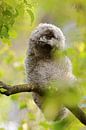 Hibou des marais (Asio otus), jeune oiseau qui se tord la tête, image amusante, faune et flore, Euro par wunderbare Erde Aperçu