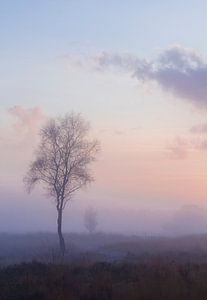 Brouillard sur Joost Lagerweij