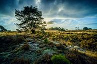 Kahles Heidekraut mit heller Morgensonne hinter einem Baum von Fotografiecor .nl Miniaturansicht