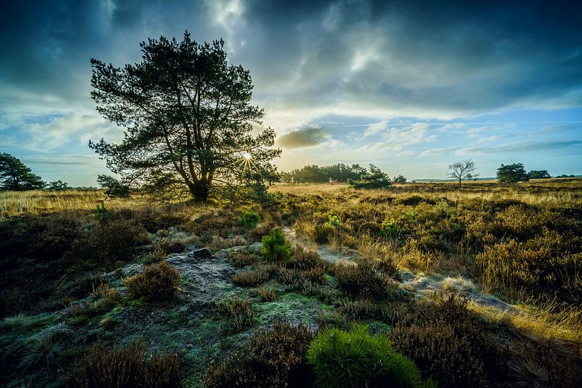 Kahles Heidekraut mit heller Morgensonne hinter einem Baum von Fotografiecor .nl