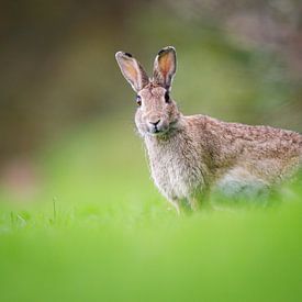 Kaninchen von Pim Leijen