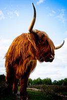 Schotse Hooglander met indrukwekkende hoorns