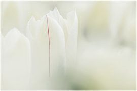 Mutant tulp von Marcel Kramer