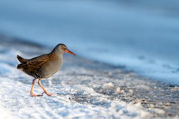 Rail d'eau sur la glace sur RobJansenphotography