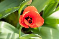 Tulipe