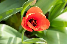 Tulip by Bas Groenendijk