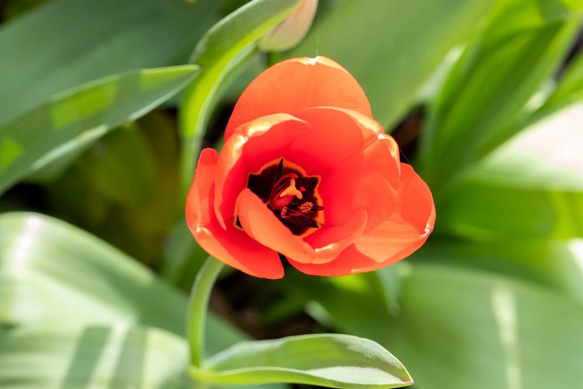 Tulipe par Bas Groenendijk