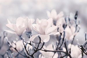 Magnolia bloesems  van Violetta Honkisz