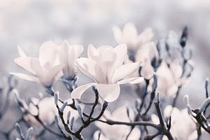 Magnolienblüten 