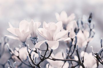 Magnolia bloesems  van Violetta Honkisz