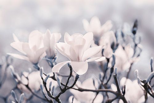 Fleurs de magnolia 