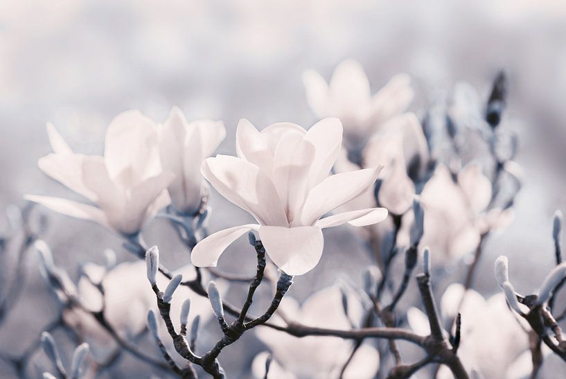 Fleurs de magnolia  par Violetta Honkisz