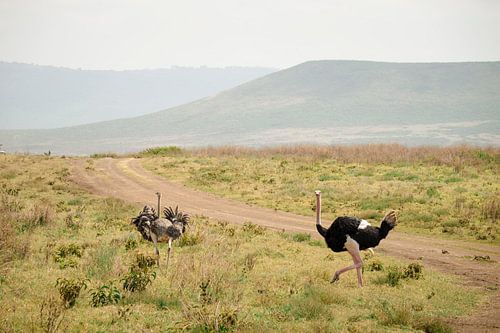Two ostriches in the Ngorongoro Crater