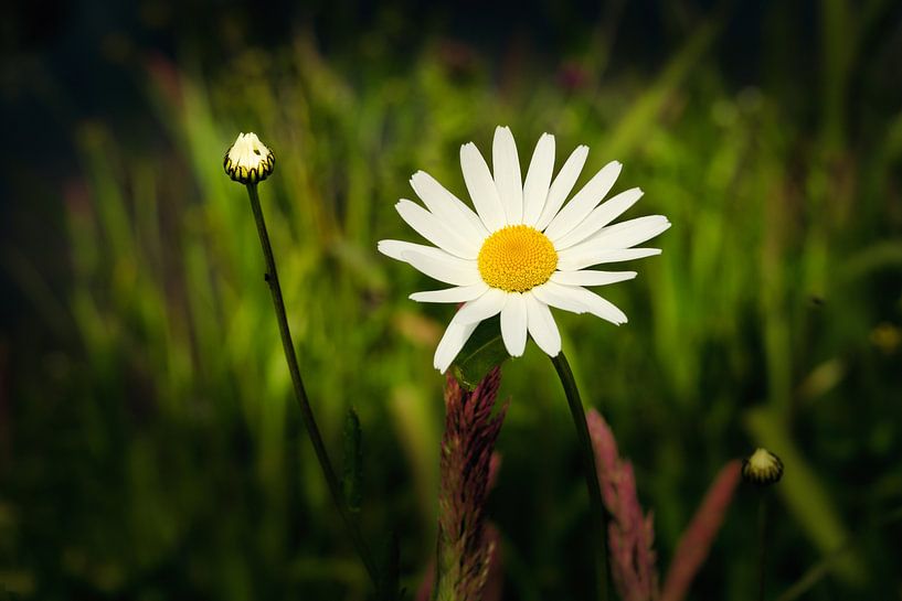 true summer flower the wild daisy by eric van der eijk