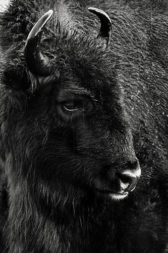Wisenten in duinen op het Kraansvlak van Zuid Kennemerland