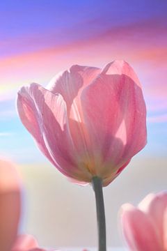 Pastellfarbene Tulpe von WeVaFotografie