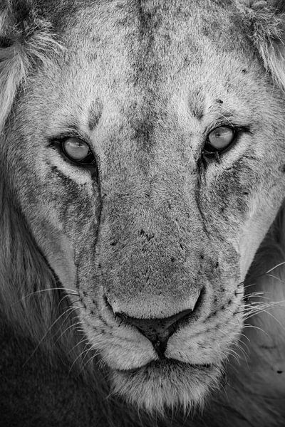 Constellation du Lion par Truckpowerr