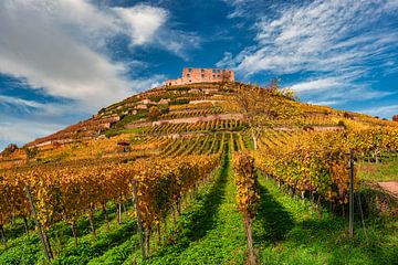 Vineyard with castle ruins in Staufen in autumn colours by Photo Art Thomas Klee