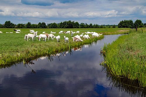geiten in de wei en langs het water