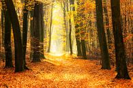 Pfad durch einen goldfarbenen Wald an einem schönen, sonnigen Herbsttag. von Sjoerd van der Wal Fotografie Miniaturansicht