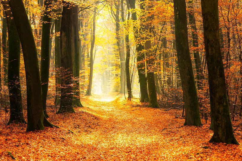 Pfad durch einen goldfarbenen Wald an einem schönen, sonnigen Herbsttag. von Sjoerd van der Wal Fotografie