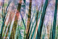 Forest magic