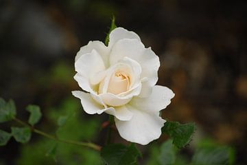 Witte Roos