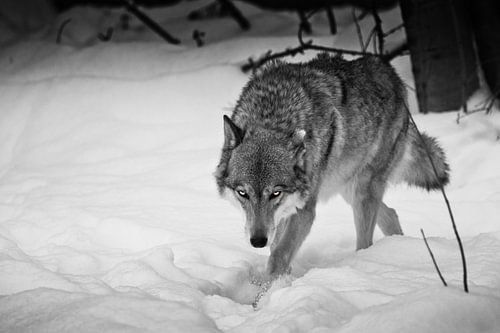 Noir wolf loopt met zijn hoofd naar beneden.