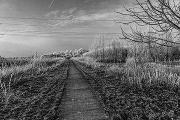 Le paysage des polders sur Ivo de Rooij