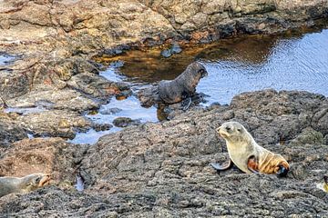 Robben in Neuseeland von Patricia Hofmeester