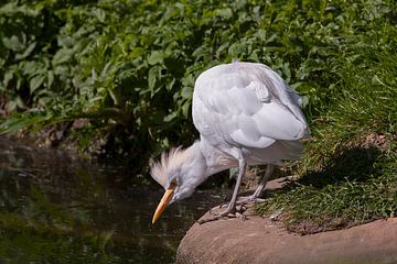 Cattle Egret looks into the water. by Michar Peppenster