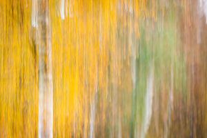 Birken Abstrakt Herbstfarben von Marcel Kerkhof
