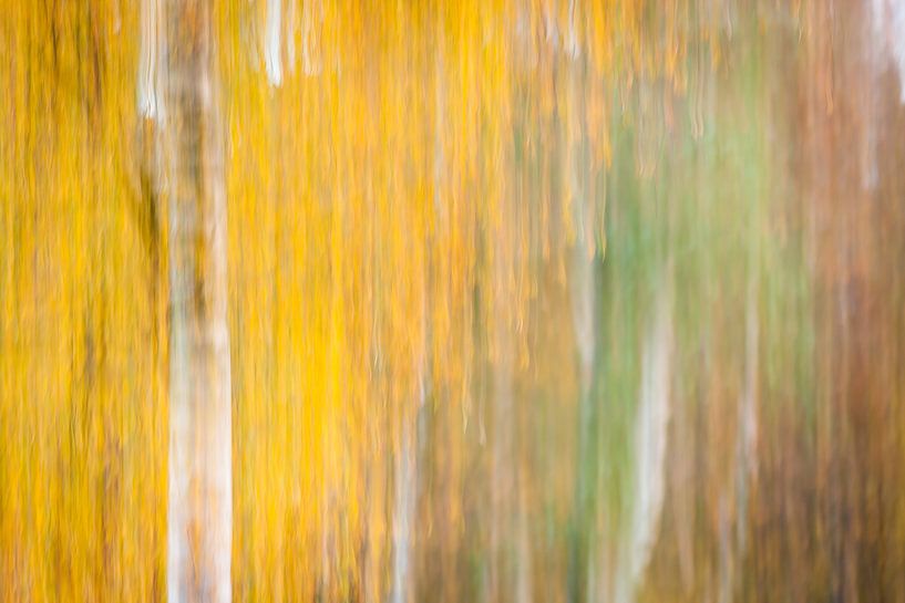 Birken Abstrakt Herbstfarben von Marcel Kerkhof